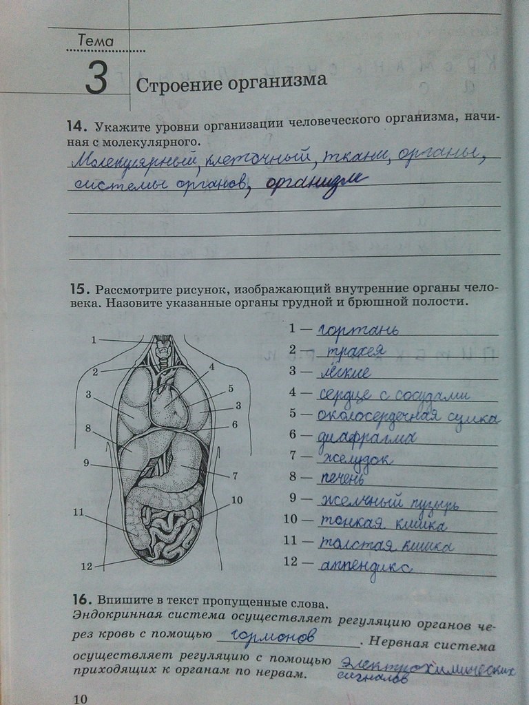 Гдз по биологии 8 класса: ГДЗ по Биологии 8 класс Учебник Колесов, Маш,  Беляев — Школа №96 г. Екатеринбурга